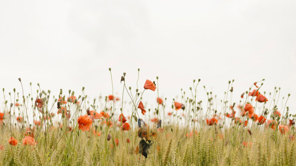 Borders counselling Mansfield Ashfield and Nottinghamshire